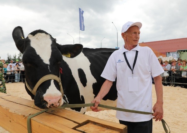 Лучшей племенной коровой в Беларуси стала Берестейка