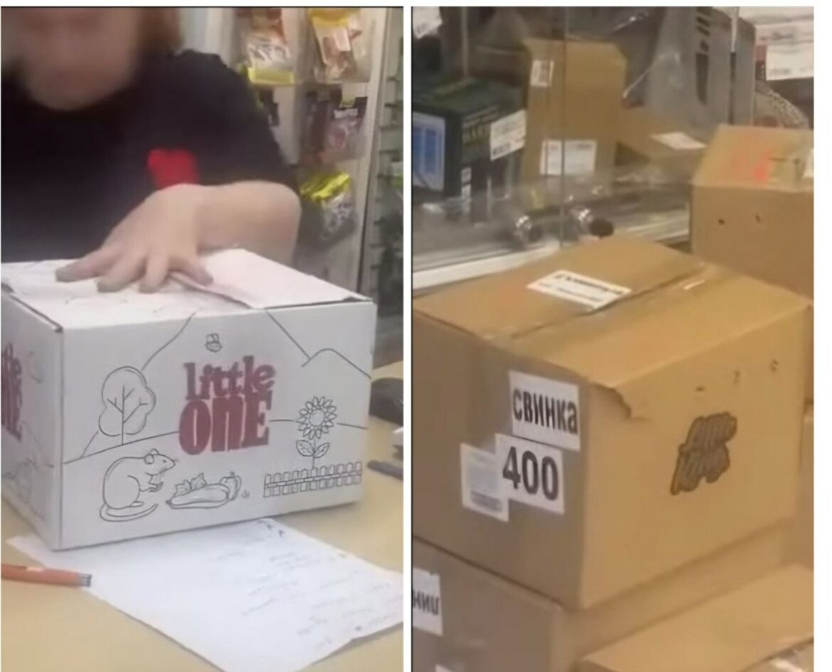 Животные в заклееных коробках: минчанка в шоке от увиденного в зоомагазине Животные в коробках