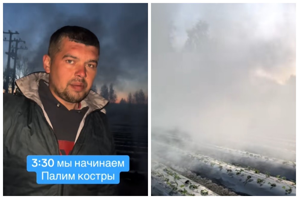 Адский труд: как фермеры спасают клубнику от заморозков в Брестской области Фермер из Пинска