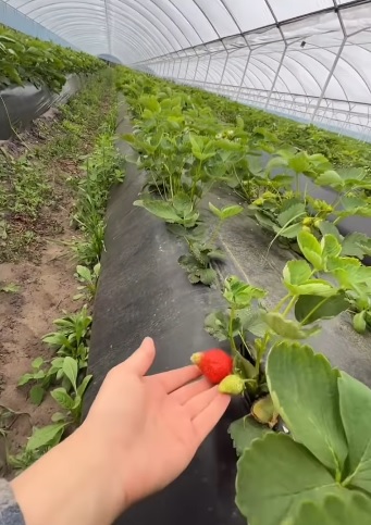 клубника в теплице