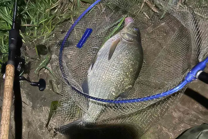 Лещ крупного размера в рыболовном подсаке на берегу