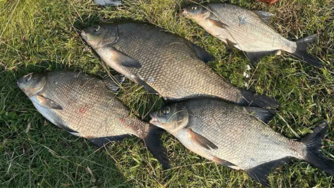 Рыбалка с сюрпризом: лещи, тишина и ночной концерт с бензопилой лещи пойманные на Березине