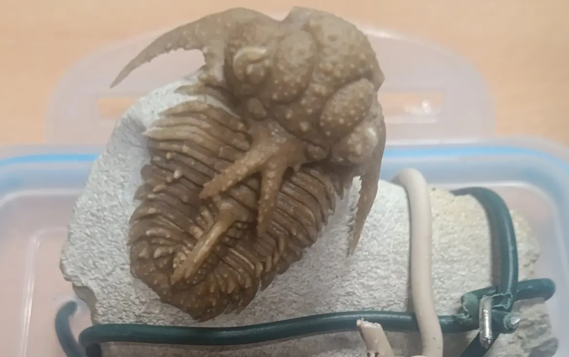 Белорус пытался вывезти в Польшу редчайшие экспонаты Окаменелый трилобит на камне, перетянутом проводами, изъятый польскими таможенниками.