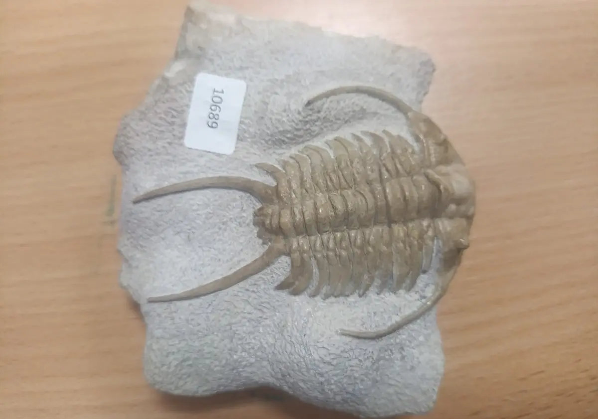 Окаменелость крупного трилобита на породе, принадлежащая к одному из древнейших организмов Земли, доисторические сокровища