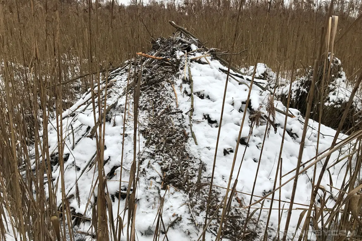 Браконьерская вылазка обернулась уголовным делом браконьер убил бобров