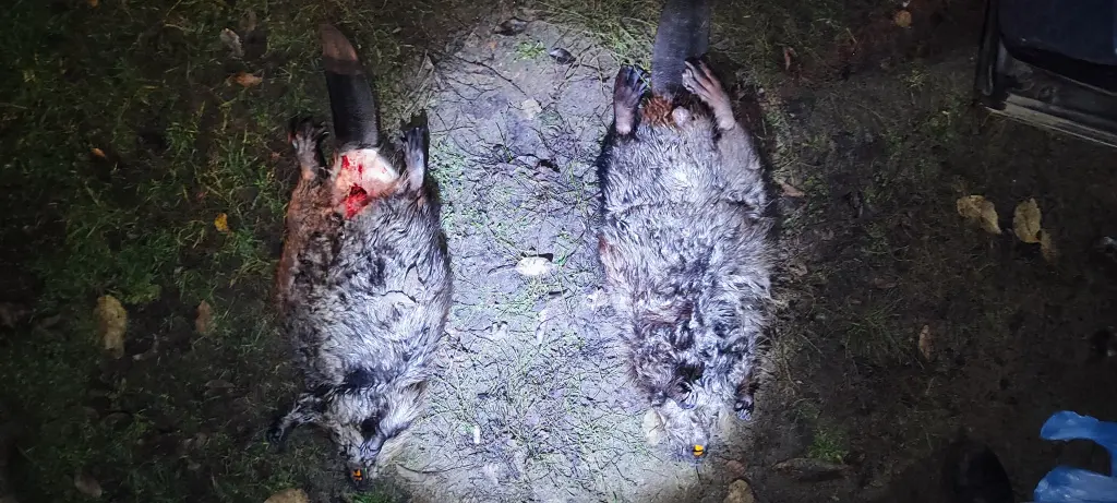 Две туши бобров, лежащие на земле после изъятия у браконьера сотрудниками природоохранной инспекции.