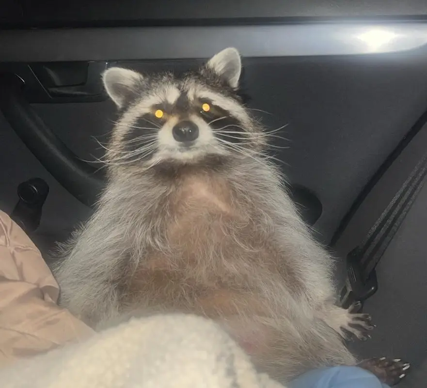 Енотиха Василиса.