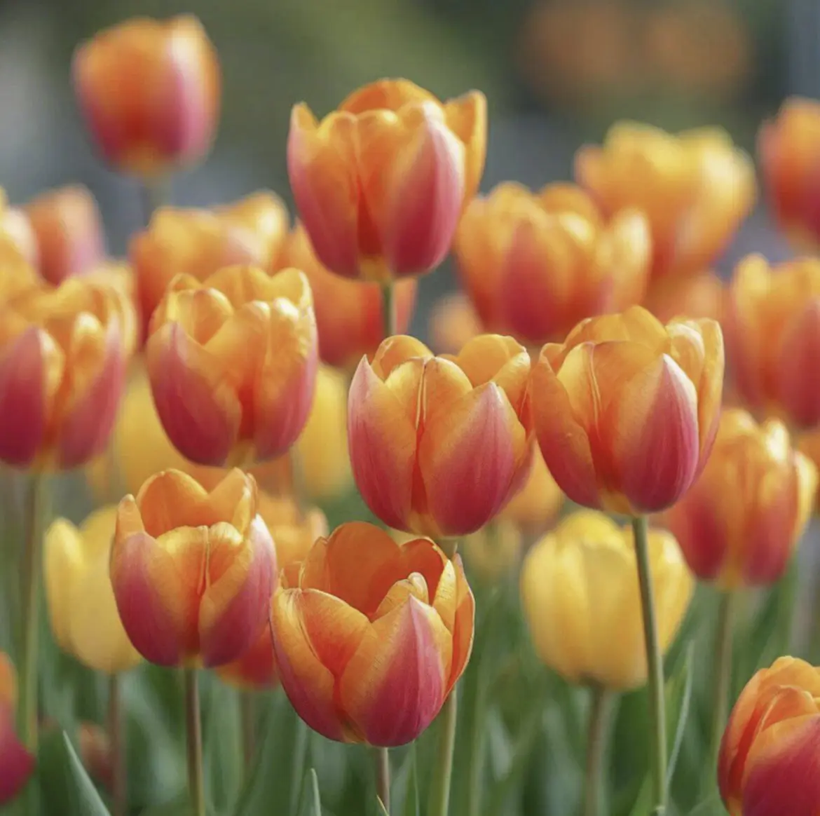 Когда тюльпаны оказались слишком выгодными: дело против фермера в Брестской области